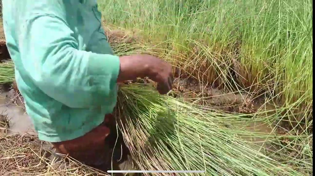 Mendong: Natural Material for Making Eco Coffin
